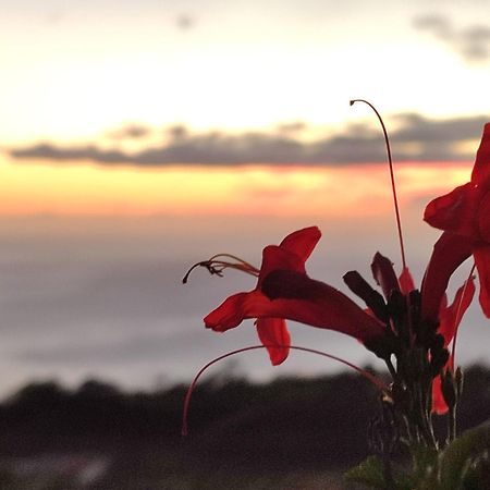 El Jardin De Las Pleyades Los Llanos De Aridane Εξωτερικό φωτογραφία